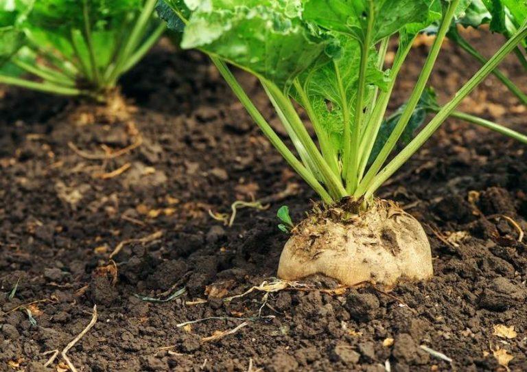 ۸ خاصیت شگفت انگیز چغندر قند ۸ خاصیت شگفت انگیز چغندر قند