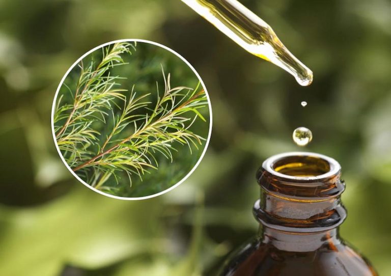 روغن درخت چای چیست و چه خواص و فوایدی دارد؟ روغن درخت چای چیست و چه خواص و فوایدی دارد؟