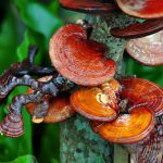 خواص شگفت انگیز قارچ گانودرما و هر آنچه باید بدانید