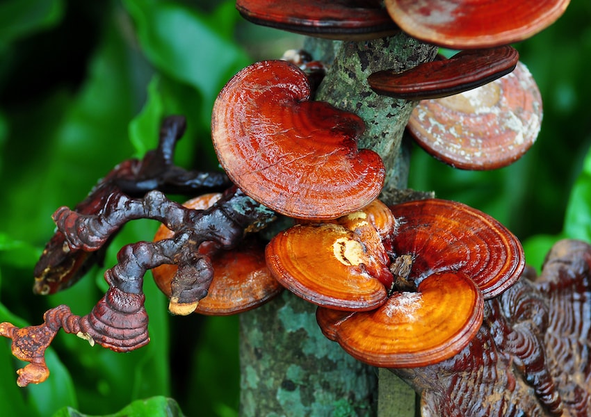 خواص شگفت انگیز قارچ گانودرما و هر آنچه باید بدانید