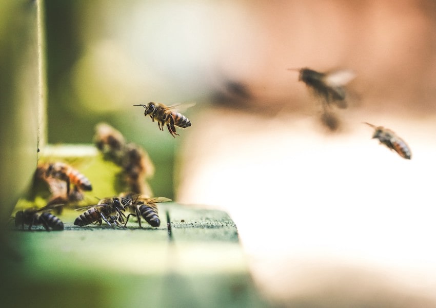 درمان نیش زنبور با موثر ترین روش های خانگی