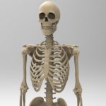 حقایق شگفت انگیزی درباره استخوان ها که احتمالا نمی دانستید