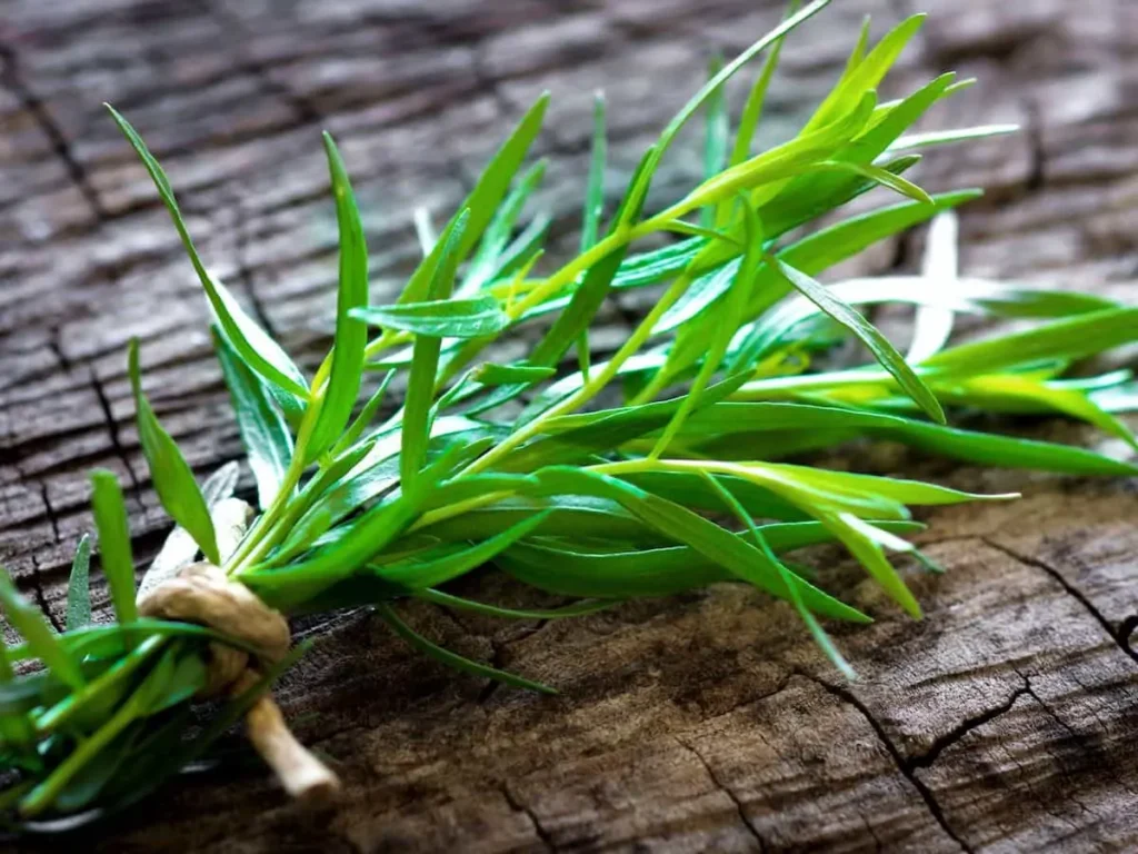 سبزی خوردن ترخون