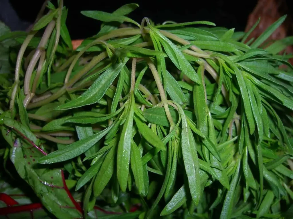 سبزی خوردن مرزه