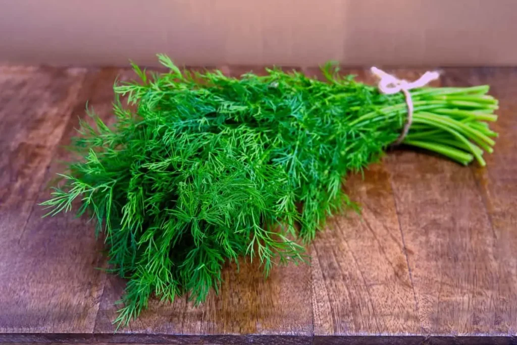 سبزی خوردن شوید