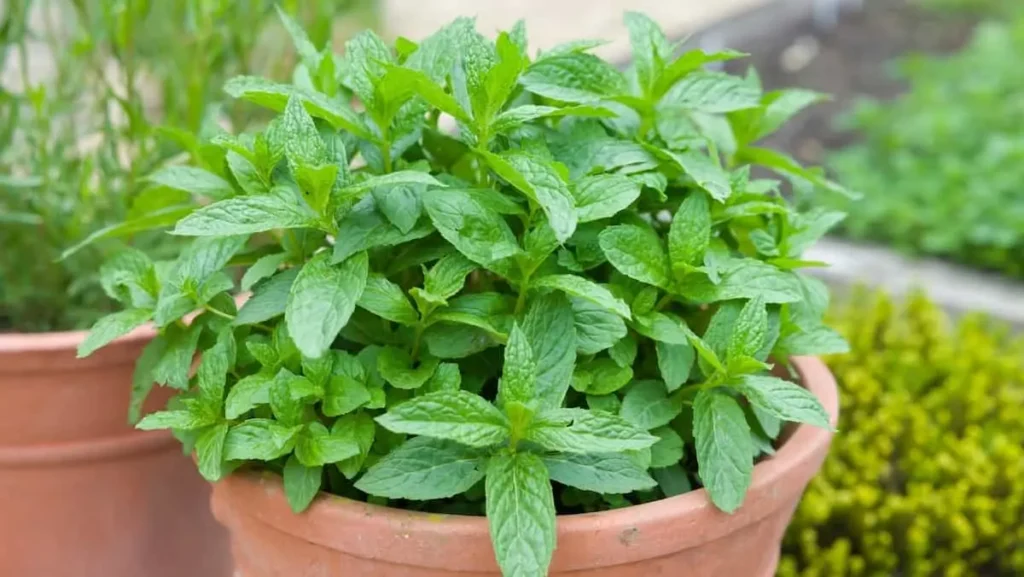 سبزی خوردن نعناع