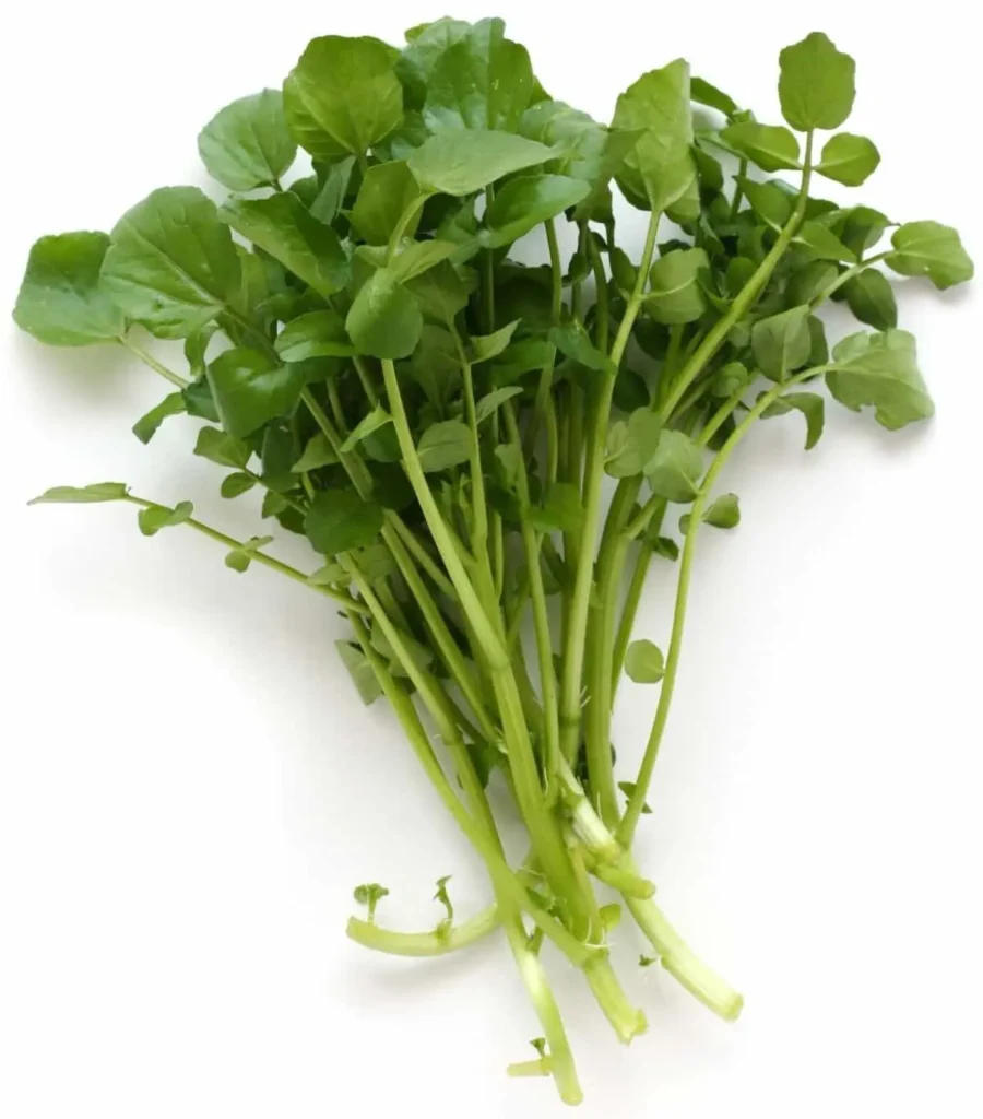 سبزی خوردن تره تیزک یا شاهی