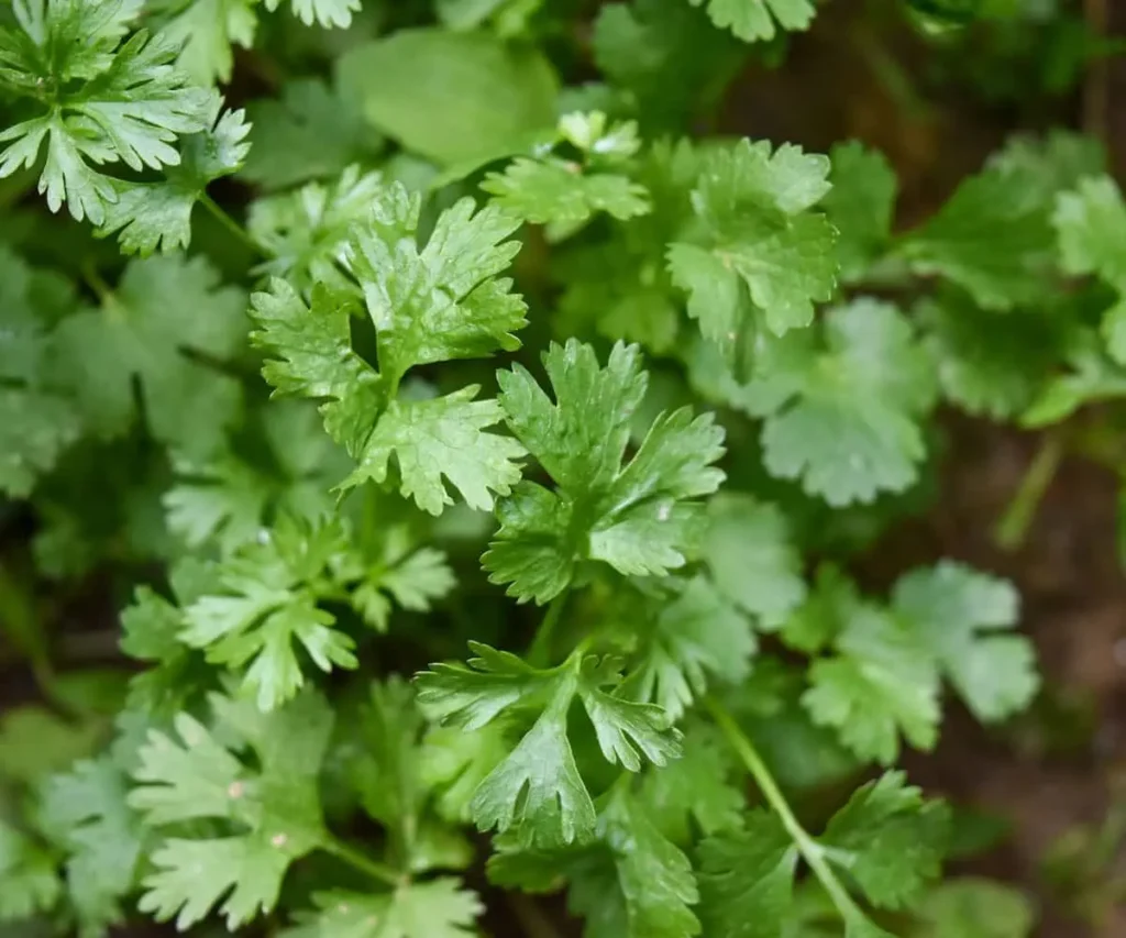 سبزی خوردن گشنیز