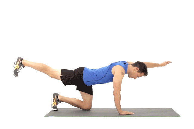 تمرین برد داگ یا سگ پرنده برای تقویت عضله ساعد