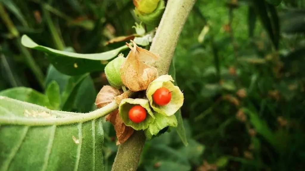 مکمل گیاهی آشواگاندا یا گیلاس زمستانی