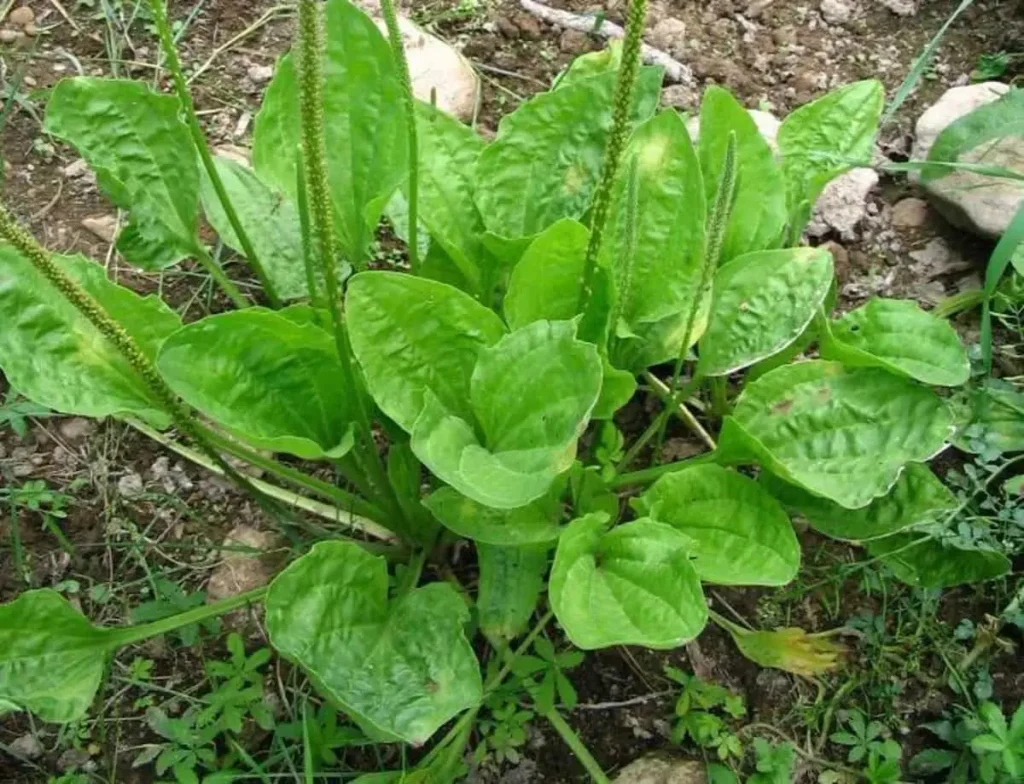 گیاه بارهنگ