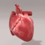 چربی دور قلب