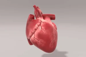 چربی دور قلب