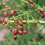 عرق خارشتر