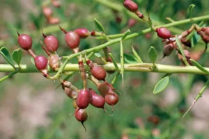 عرق خارشتر