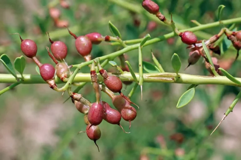 عرق خارشتر