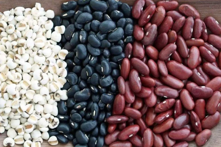انواع لوبیا