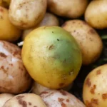 خوردن سیب زمینی سبز واقعا خطرناک است؟