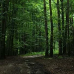 جنگل های هیرکانی روزانه برای چند نفر اکسیژن تولید می کنند؟