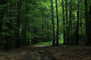 جنگل های هیرکانی روزانه برای چند نفر اکسیژن تولید می کنند؟