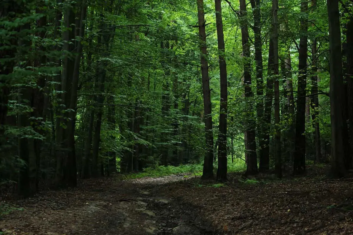 جنگل های هیرکانی روزانه برای چند نفر اکسیژن تولید می کنند؟