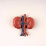 کراتینین چرا بالا می‌رود و درمان فوری آن چیست؟