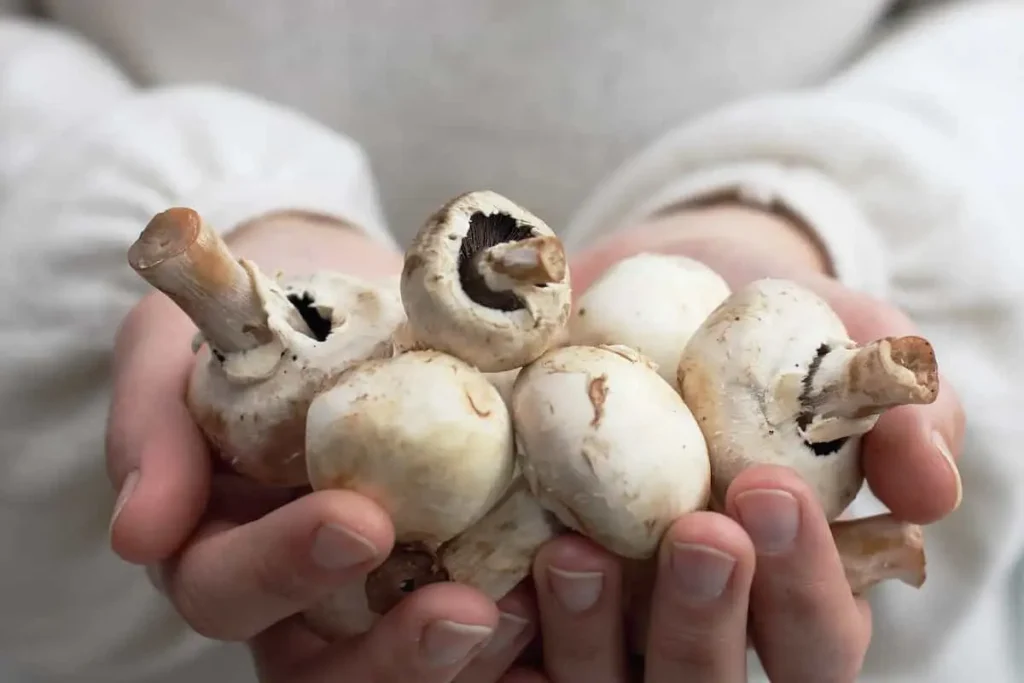 آیا خوردن قارچ برای کودکان بی‌خطر است؟