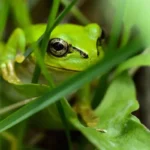 کشف داروی ضدسرطان قدرتمند در بدن قورباغه درختی ژاپنی