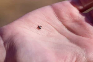 بیماری لایم چیست؟ از نیش کنه تا اثر بر اعصاب و مفاصل