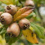 خواص ازگیل: میوه فراموش شده با فواید شگفت‌انگیز