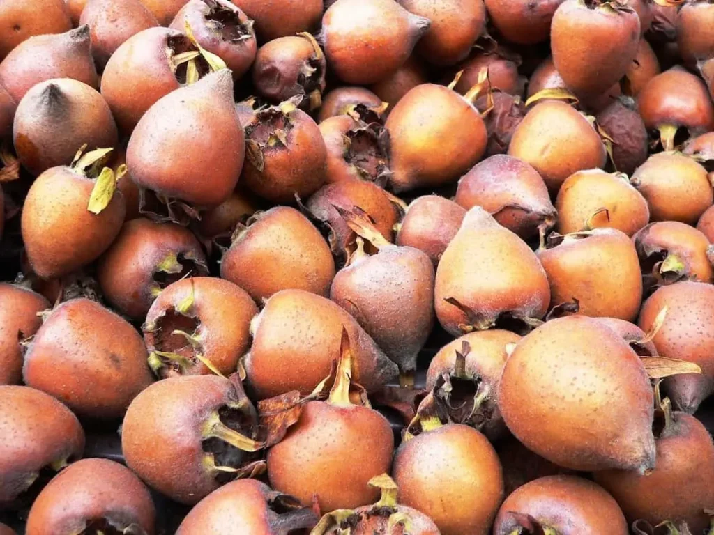 خواص ازگیل: میوه فراموش شده با فواید شگفتانگیز