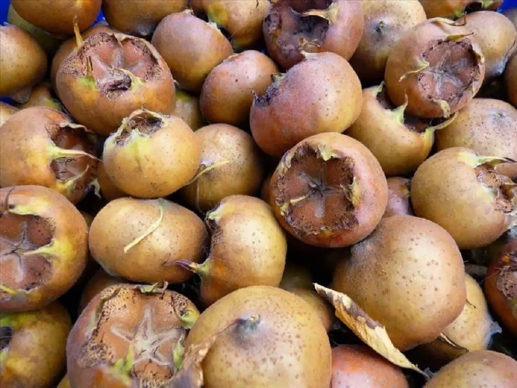 خواص ازگیل: میوه فراموش شده با فواید شگفتانگیز