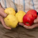 مقایسه قند میوه به و سیب؛ کدام برای سلامتی بهتر است؟