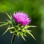 عرق خار مریم برای زنان باردار چه خطراتی دارد؟