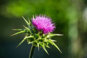 عرق خار مریم برای زنان باردار چه خطراتی دارد؟