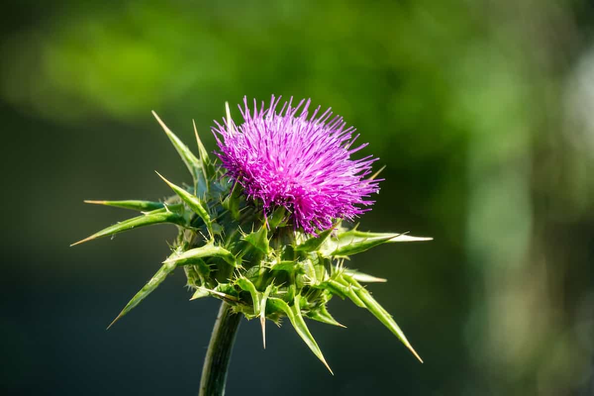 عرق خار مریم برای زنان باردار چه خطراتی دارد؟