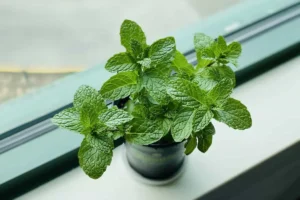 خواص نعناع؛ تمام فواید این گیاه شگفت‌انگیز برای سلامتی