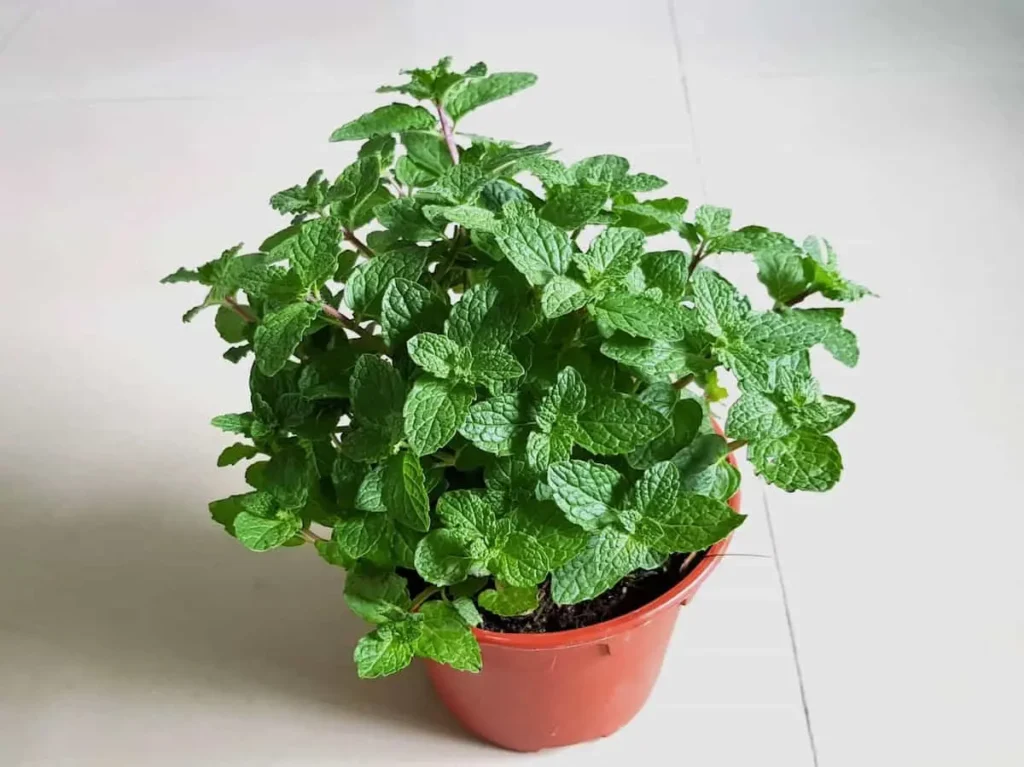 خواص نعناع