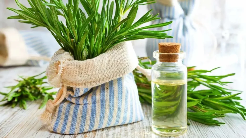 روغن رزماری اصل