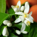 خواص عرق بهار نارنج در طب سنتی و طب مدرن