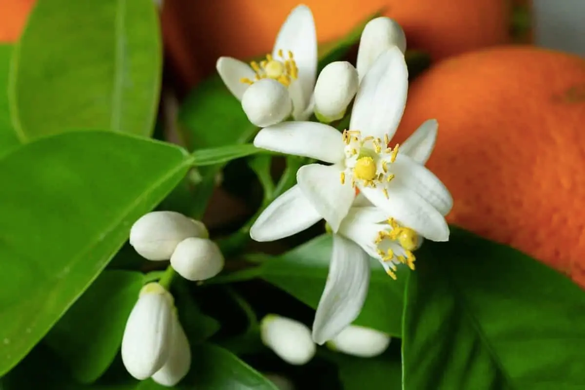 خواص عرق بهار نارنج در طب سنتی و طب مدرن