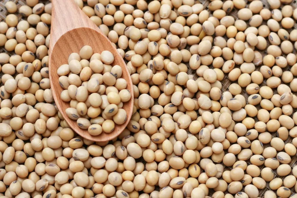 دانه سویا