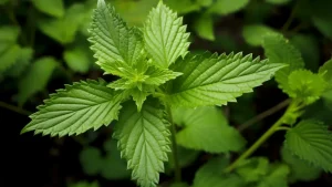 ۱۶ خاصیت گزنه برای سلامتی + ۷ عارضه احتمالی